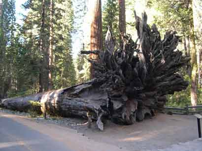 mariposa-giant-tree