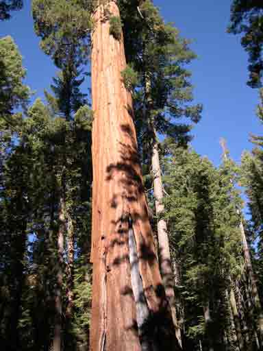 sequoia-tree