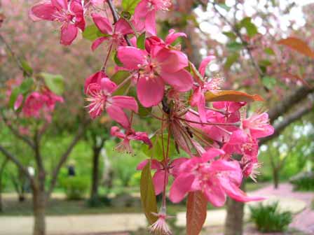 dark-pink-flowers