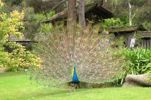 peacock