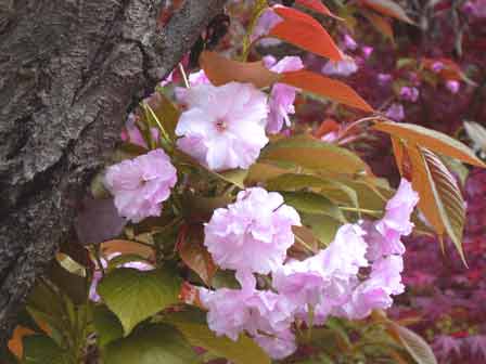 pink-flowers