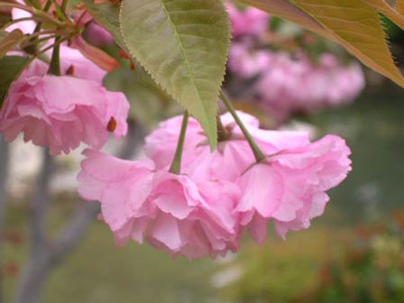 pink-flowers