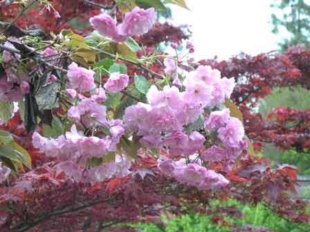 pink-flowers