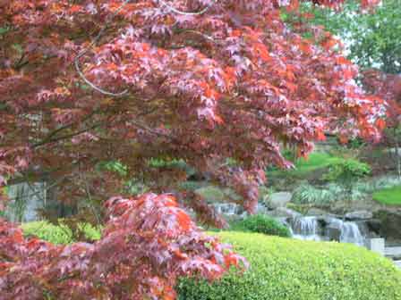 red-tree