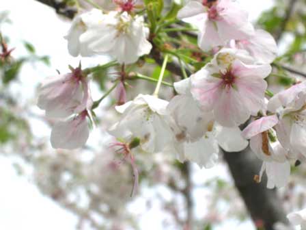 white-flowers