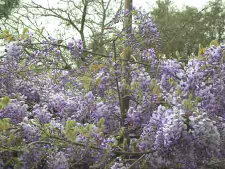 wisteria