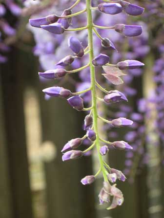 wisteria