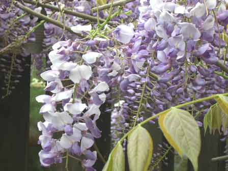 wisteria