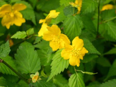 yellow-flowers