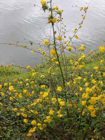 yellow-flowers